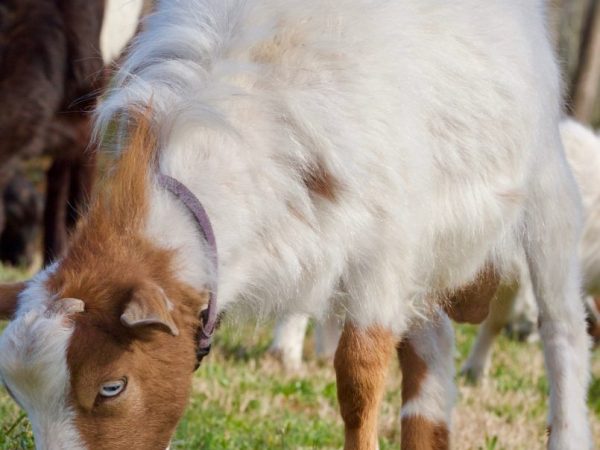 Goats faint when frightened