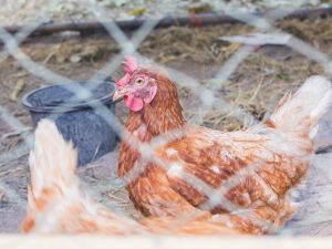 Varför slutade kycklingarna lägga