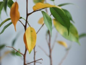 Oorzaken van vergeling van Ficus-bladeren en methoden om het probleem op te lossen