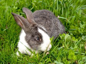 Pododermatitis in rabbits