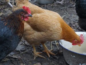 Drinking bowl for chickens