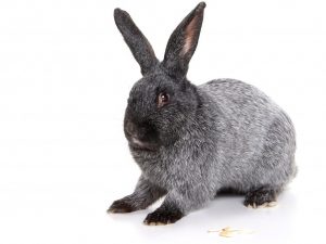 Eigenschaften von Kaninchen der Poltava-Silberrasse
