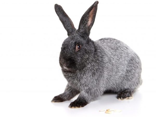 Characteristics of rabbits of the Poltava Silver breed