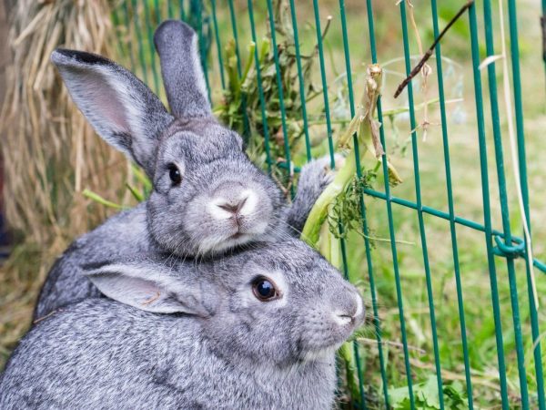 Fokken van konijnen van het Poltava Silver-ras