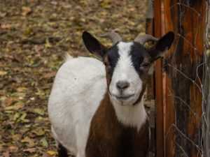 Léčba průjmu u kozy doma