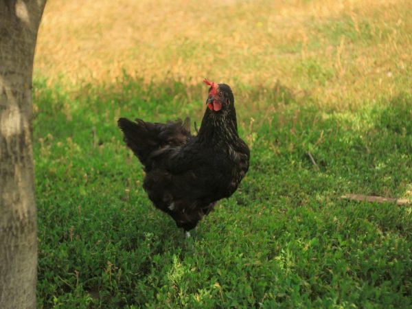 Fekete csirkefajták