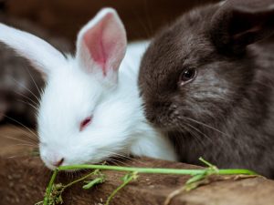 Razas de conejos populares