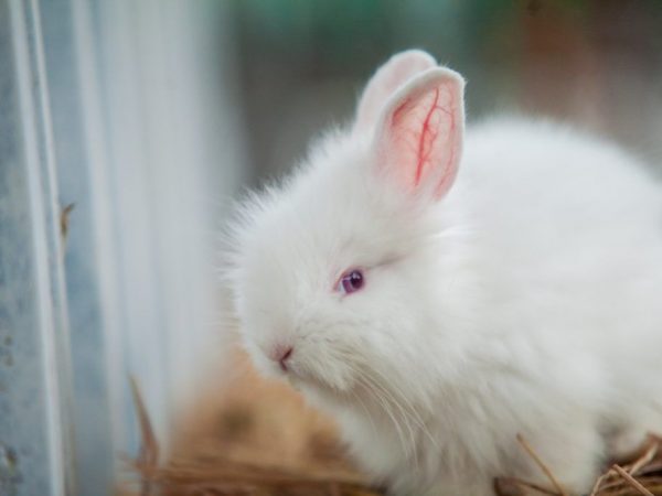 Conejo velloso blanco