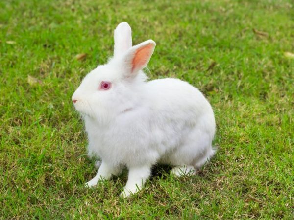 Conejo Albino