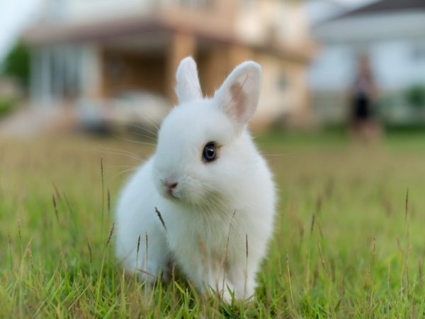Krátkosrstý trpasličí králík