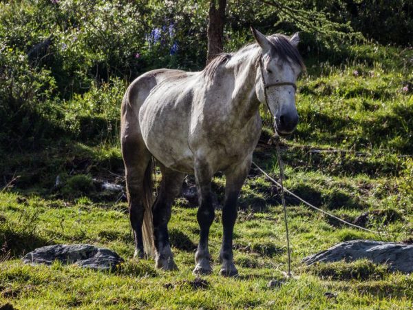 Altai häst
