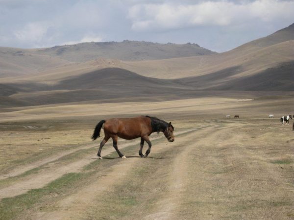 Kirgizisk häst