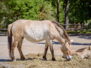 Το άλογο του Przewalski