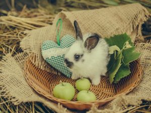 Dieet van konijnen per dag