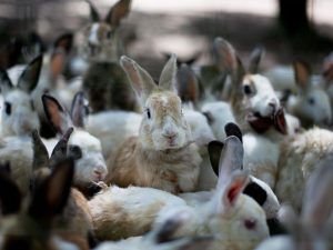 عملية تربية الأرانب
