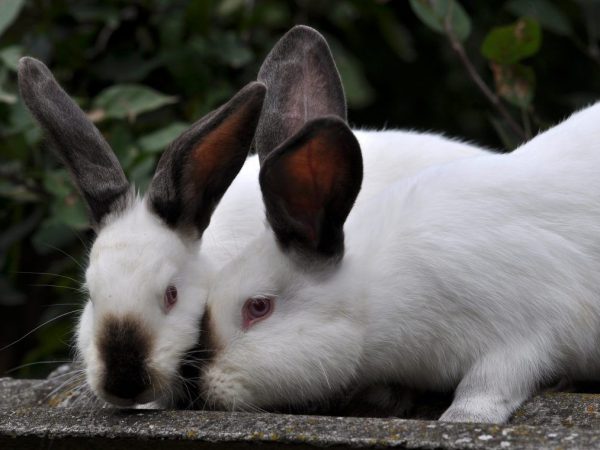Správné míchání králíků