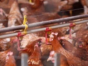 Uppfödning av kycklingar som ett företag