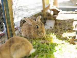 Uppfödning av kaniner hemma