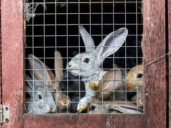 Broiler breeding of meat rabbits