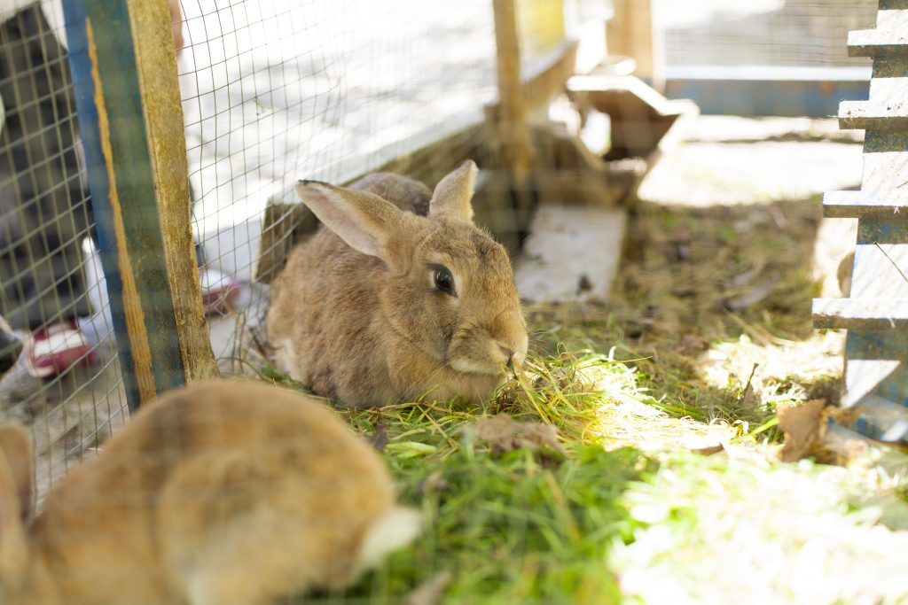 Breeding rabbits at home