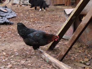 Uppfödning av kycklingar och slaktkycklingar i landet