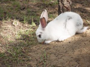 Uppfödning av kaniner i gropen