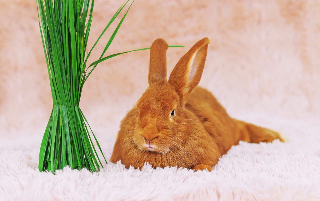 Burgundy ginger rabbit