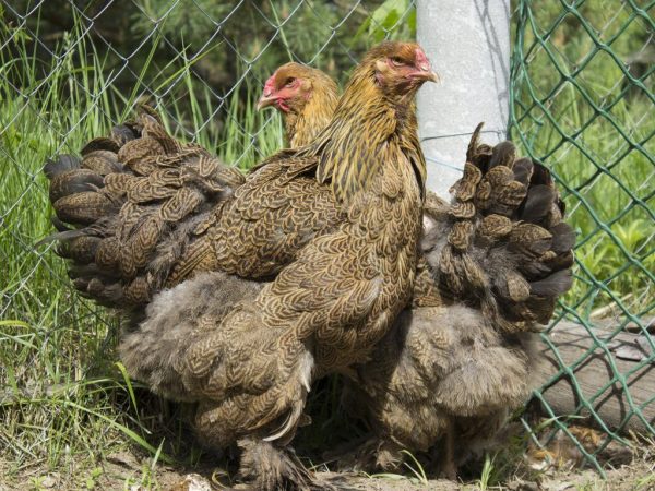 Φυλή κοτόπουλων Brahma