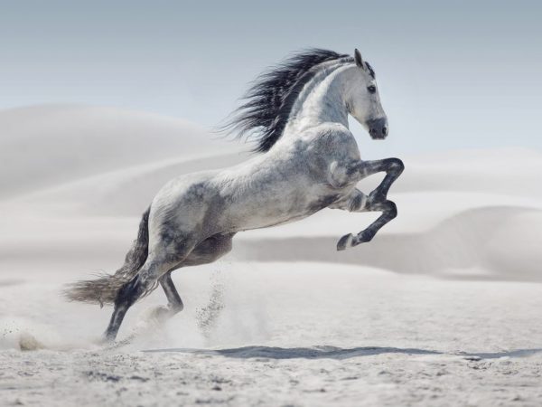 El caballo más rápido del mundo