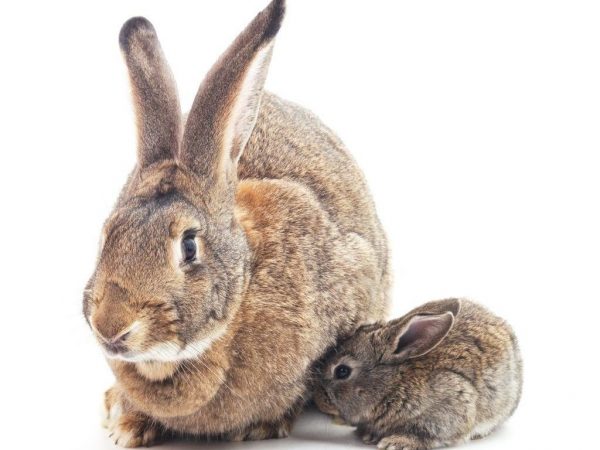 Breeds of large and small rabbits