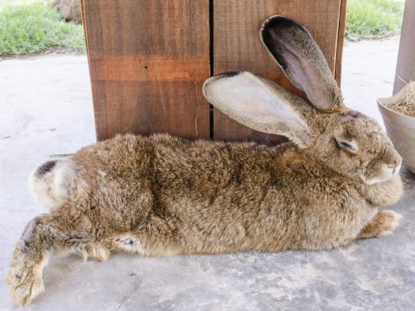 A giant rabbit named Darius