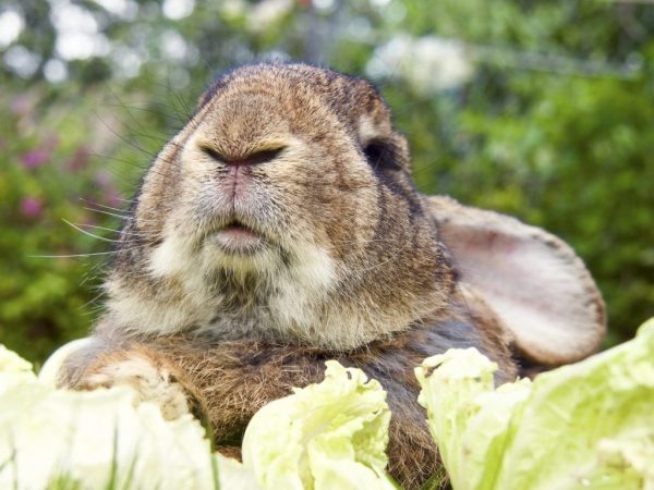 Rabbit Ralph