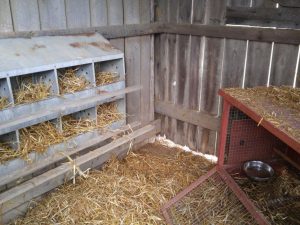 Barn for chickens