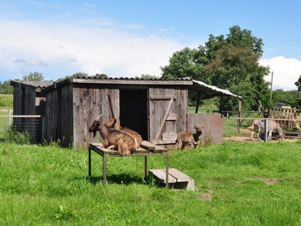 DIY goat shed