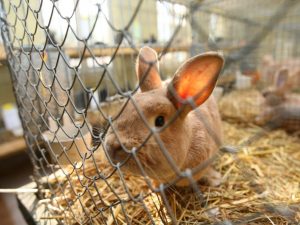 Rabbit cages from mesh