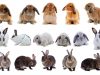 Cruce de conejos de diferentes razas.