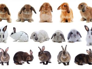 Korsande kaniner av olika raser