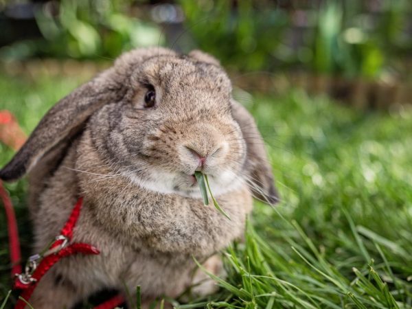 How to train your rabbit to wear a harness