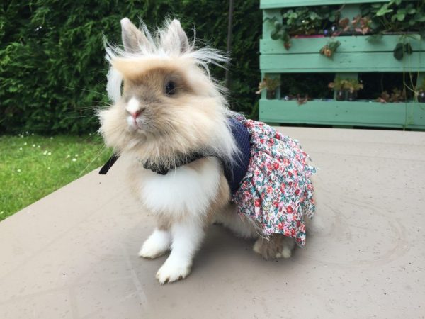 DIY rabbit harness