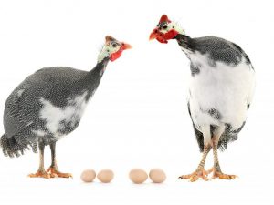Wie viele Tage schlüpfen die Perlhühner Eier?