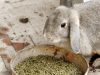 Hur mycket foderblandning äter en kanin per dag