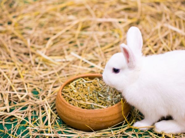 Tijdens de eerste dracht heeft het konijn meer aandacht nodig.