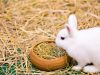 Regulile de hrănire a iepurilor