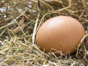 ¿Cuánto pesa un huevo de gallina sin cáscara?