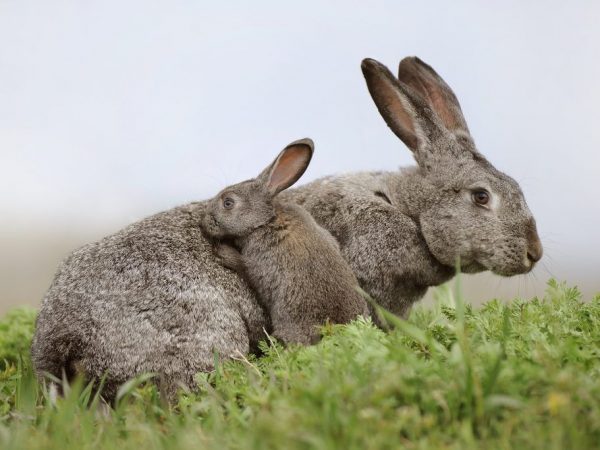 How long does a rabbit's pregnancy last?