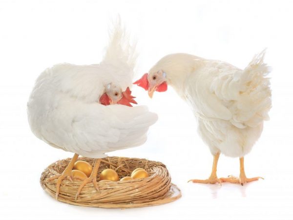 Eierproductie van kippen