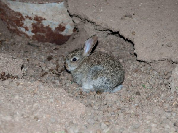Manteniendo conejos en el hoyo