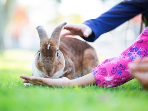 En vild kanin hemma kan leva upp till 5 år
