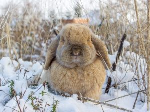 Chov králíků venku v zimě