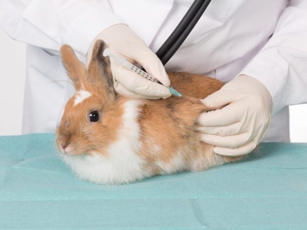 Antibiotika för behandling av kaniner
